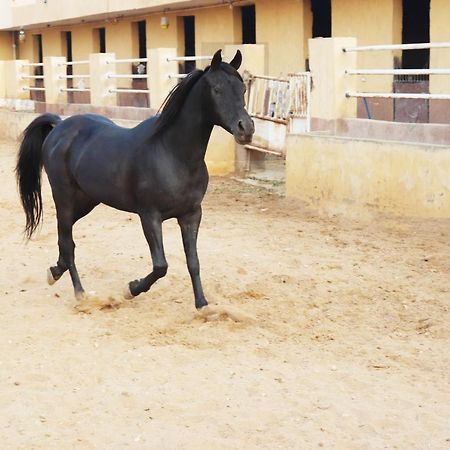 The Farm - Hotel & Horse Riding Κάιρο Εξωτερικό φωτογραφία